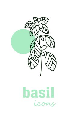Basil vektör simgesi. Sebze yeşili yapraklar. Yeşillik. Yemek pişirmek, tıbbi ve bahçıvanlık için baharat. Etiket, işaret, illüstrasyon için organik ürün içeriği