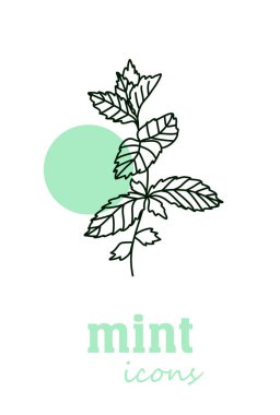 Nane vektör simgesi. Sebze yeşili yapraklar. Yeşillik. Yemek pişirmek, tıbbi ve bahçıvanlık için baharat. Etiket, işaret, illüstrasyon için organik ürün içeriği