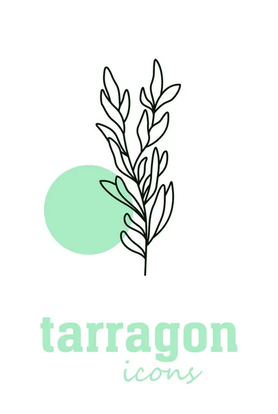 Εικονίδιο Διανύσματος Tarragon Πράσινα Φύλλα Λαχανικών Πράσινο Μαγειρικό Βότανο Μπαχαρικό — Διανυσματικό Αρχείο