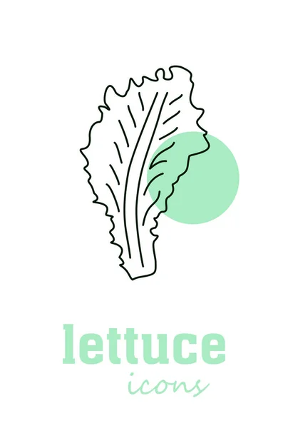 Icono Vector Lechuga Hojas Verdes Vegetales Verdor Especias Hierbas Culinarias — Vector de stock