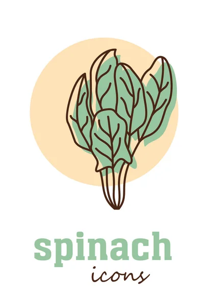 Spinatvektorsymbol Pflanzengrüne Blätter Grün Kulinarisches Kräutergewürz Für Küche Medizin Gartengestaltung — Stockvektor