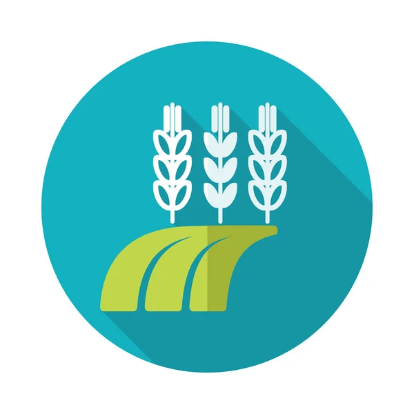 Ears of Wheat, Barley or Rye on Field flat icon — Stock Vector