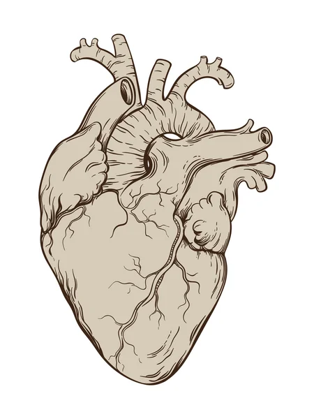 Hand dras line art anatomiskt korrekt mänskliga hjärtat. Isolerade vektor illustration. — Stock vektor