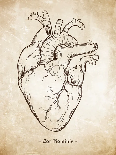 Hand getrokken lijn kunst anatomisch correcte menselijk hart. Da Vinci schetsen stijl over grunge oud papier achtergrond. Vintage tattoo ontwerp vectorillustratie. — Stockvector