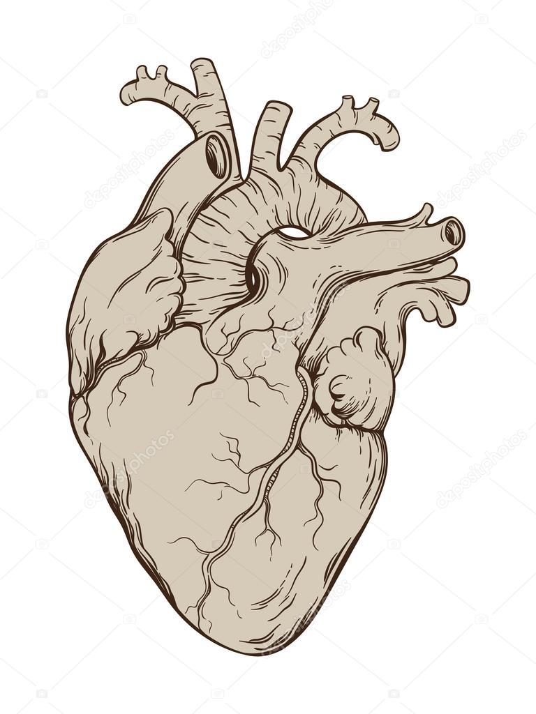 Hand Drawn Line Art Anatomically Correct Human Heart Isolated Vector Illustration Stock 