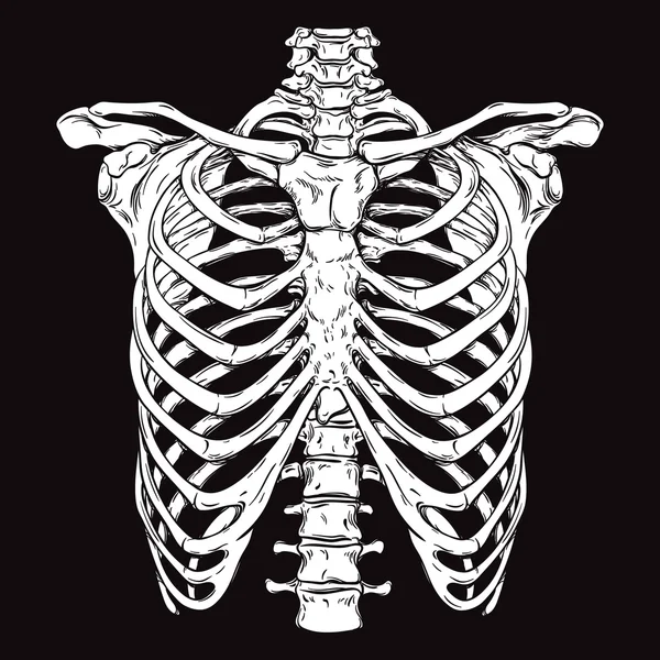 Menselijke ribbenkast. Wit op zwarte achtergrond vectorillustratie — Stockvector