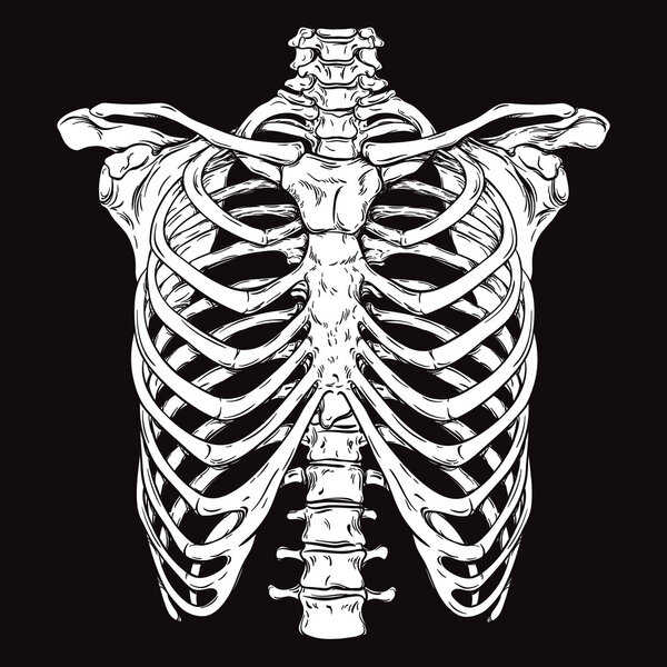 Human ribcage. White over black background vector illustration