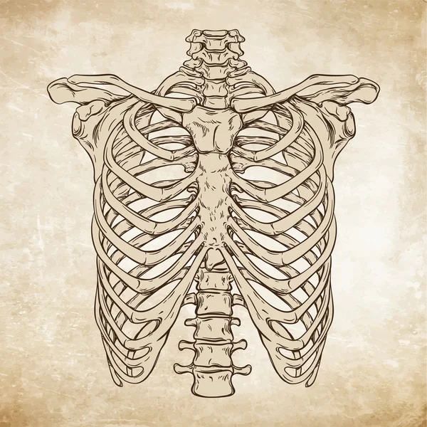 Arte de linha desenhada à mão anatomicamente correta ilustração do vetor da caixa torácica humana — Vetor de Stock