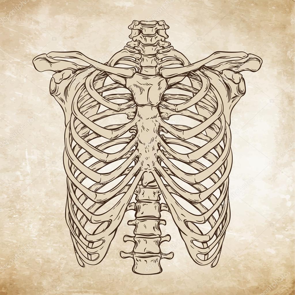 Hand Drawn Line Art Anatomically Correct Human Ribcage Vector Illustration Vector Image By C Croisy Vector Stock 110469634