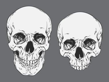 Hand drawn line art anatomically correct human skulls set isolated vector illustration clipart