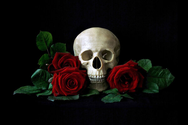 Vanitas. Human skull with red roses