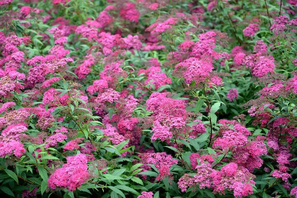 Bush van de bloeiende spirea Japans (Spiraea japonica L.f.) — Stockfoto