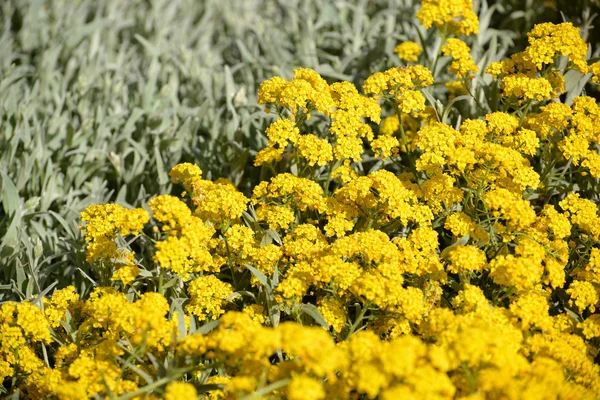 Der blühende alissum (alison, gmelina) berg (alyssum m — Stockfoto