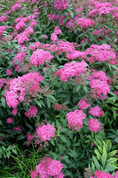 Blossoming spiraea Japanese (Spiraea japonica L.f.) — Stock Photo, Image