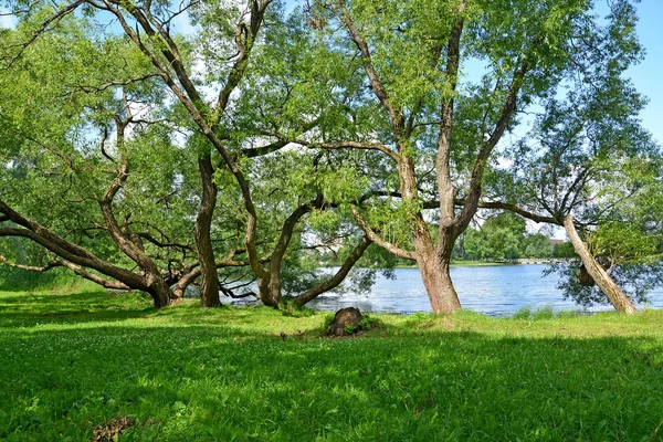 彼得夏宫, 俄罗斯-2015年7月24日: 老蔓延的柳树生长在奥尔金银行的池塘, Kolonistsky 公园 — 图库照片