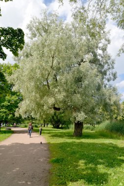 Peterhof, Rusya - 24 Temmuz 2015: Kolonistsky park iin güneşli bir yaz bir köşesinde