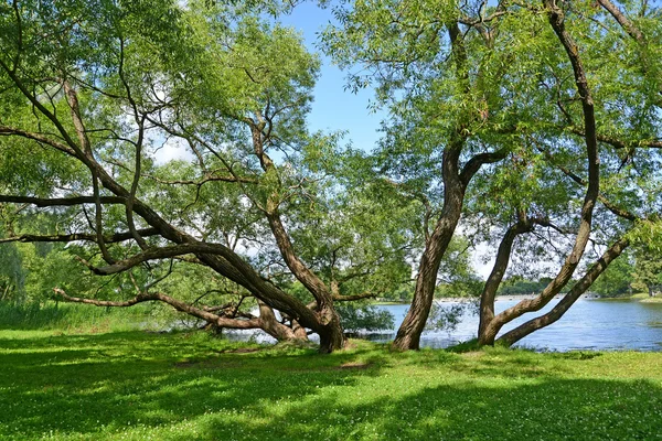 古い広大な柳は、池の造形美術の銀行に成長します。Petrhof、Kolonistsky 公園 — ストック写真