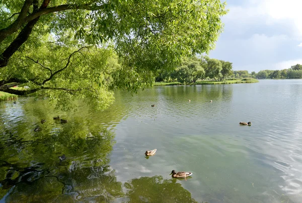 View of Holguin a pond in Kolonistsky park. Peterhof — Stock Photo, Image
