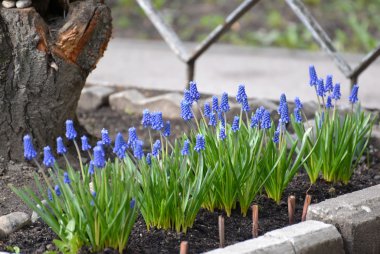 Çiçek açması fare sümbül racemose (Muscari botryoides (L.)