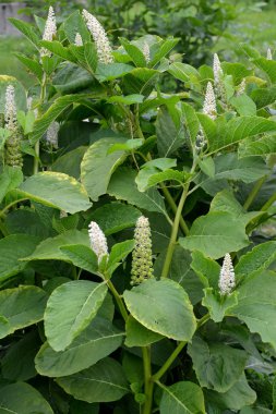 Çiçek açması Fitolakka yenilebilir (drupaceous) (Phytolacca acinosa Roxb.)