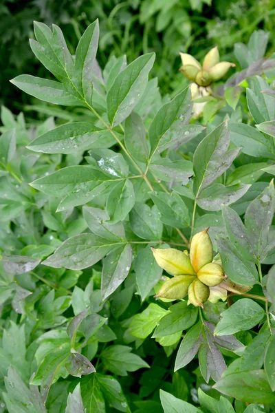 Pivoňka větev s zelené ovoce (Paeonia L.) — Stock fotografie