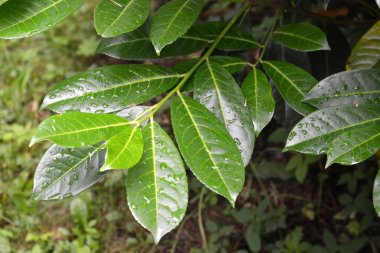 Kiraz defne şifalı (Laurocerasus officinalis M. rüyayla.), bir şube ile lities