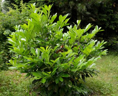 Kiraz defne şifalı (Laurocerasus officinalis M. rüyayla.)