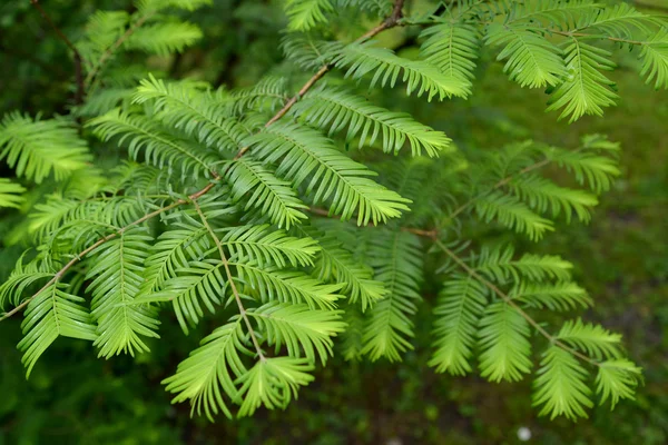 Metasequoia gliptostrobovidny (Metasequoia glyptostroboides Hu & W.C.Cheng), ramas con agujas verdes jóvenes —  Fotos de Stock