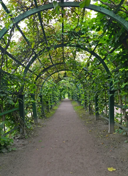 PETERHOF, RUSSIE - 24 JUILLET 2015 : Berso dans le jardin du haut — Photo