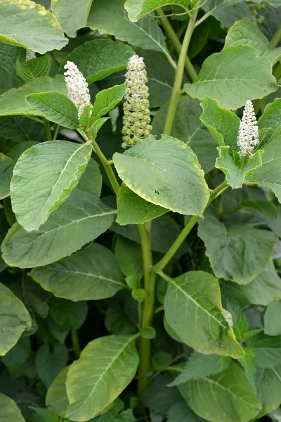 Çiçek açması Fitolakka yenilebilir (drupaceous) (Phytolacca acinosa