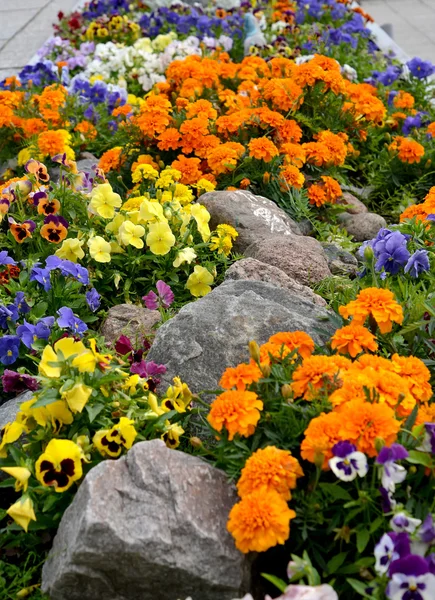 Cama de flores decorativa com pedras — Fotografia de Stock