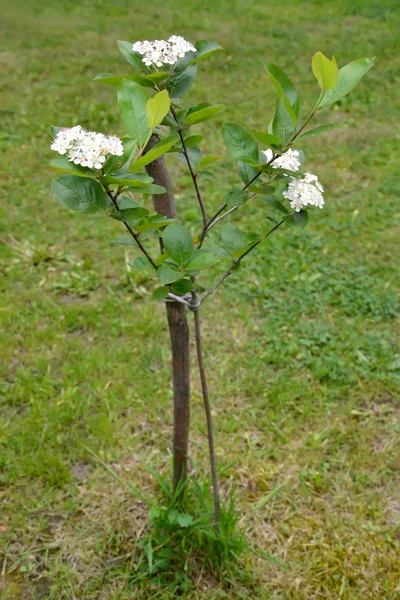 Η άνθηση aroniya (βουνό τέφρα) δοκιμάσεται (Aronia melanocarpa (Michx.) Elliott), νεαρό φυτό — Φωτογραφία Αρχείου