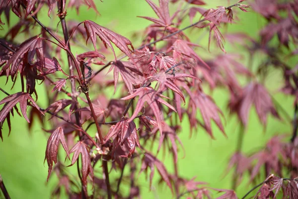 Maple genevey van "Bloodgood" (Acer palmatum (Thunb.) Thunb.), plantgoed — Stockfoto