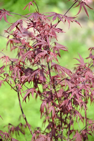 Klon genevey z "Bloodgood" (Acer palmatum (Thunb.) Thunb.), młodych roślin — Zdjęcie stockowe