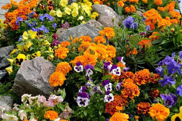 Decorative flower bed with stones. Landscaping