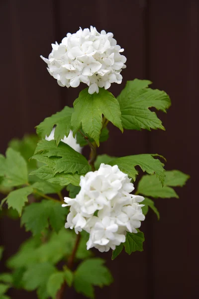 The blossoming guelder-rose of "Buldenezh" - the Snow sphere (Viburnum L.) against a dark background — Stock Photo, Image