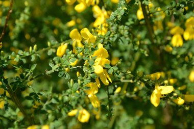 Çiçek açması Katırtırnağı İspanyolca (İspanyol süpürge) (Spartium junceum L.)