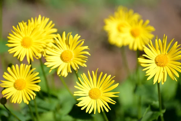 Flowers of a doronikum east (Doronicum orientale Hoffm.) — Stock Photo, Image