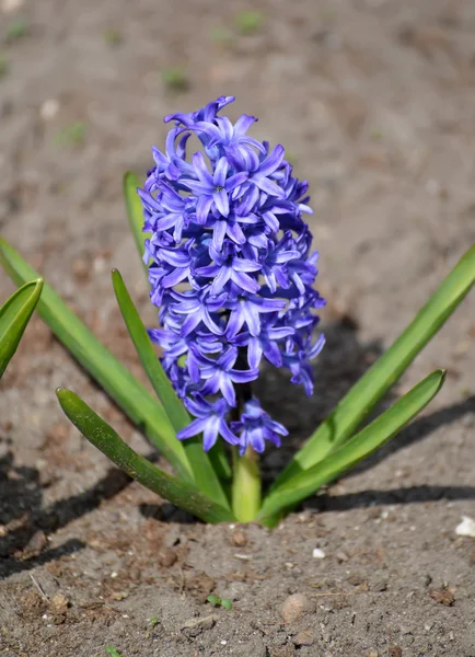 Çiçek açması mavi sümbül Doğu (Hyacinthus orientalis L.) — Stok fotoğraf