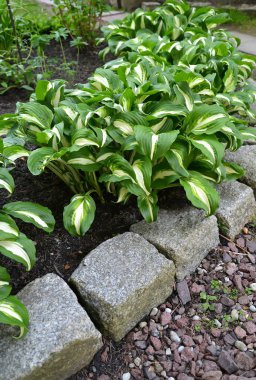 Khosta (Funkiya) dalgalı (Hosta undulata (Otto et Dietr. (Bailey)), 