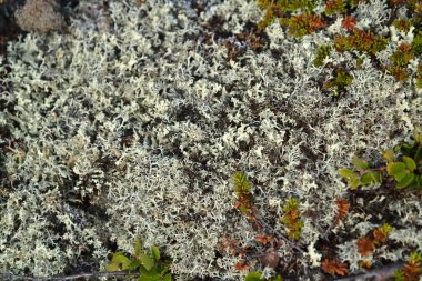 Kladoniya cervine (cervine moss, Ren geyiği liken) (Cladonia rangiferina (L.) Weber F.H.Wigg ex) tundra içinde büyür