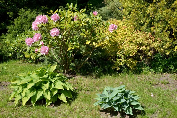 Sudut taman dengan rhododendron mekar dan host. Sprin — Stok Foto