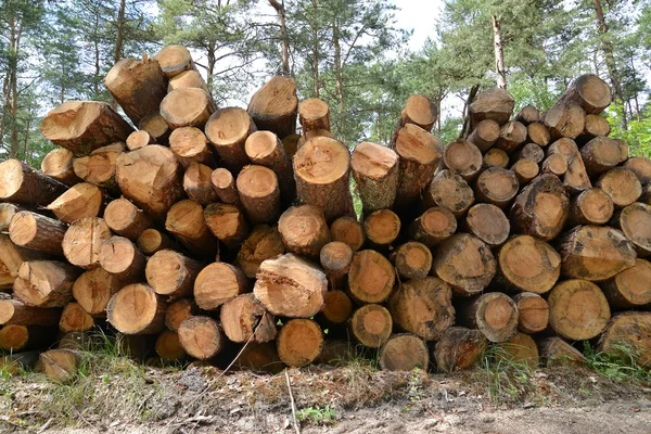 Die eingelagerten Kiefernstämme. Holzeinschlag — Stockfoto