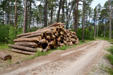 Çam günlükleri orman yolu, bir yığın yazın. Ahşap procuremen