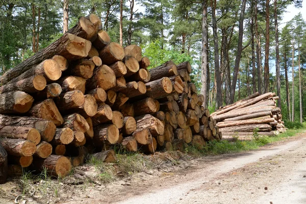 Stacks of pine logs lie at the forest road. Logging
