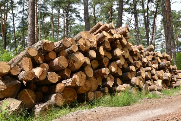 Die eingelagerten Kiefernstämme im Holz. Holzbeschaffung — Stockfoto