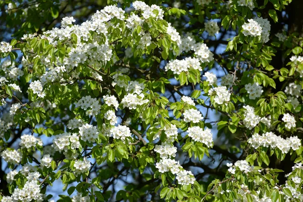 A virágzó körte rendes (Pyrus communis L.). Tavaszi — Stock Fotó