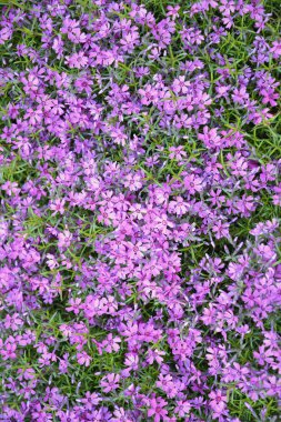 Çiçek açması tığ şeklindeki phlox (Phlox subulata L.), arka plan