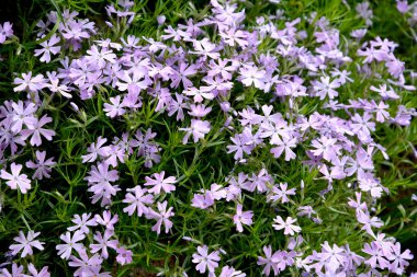 Arka plan bir phlox tığ şeklinde (Phlox subulata L.), çiçek