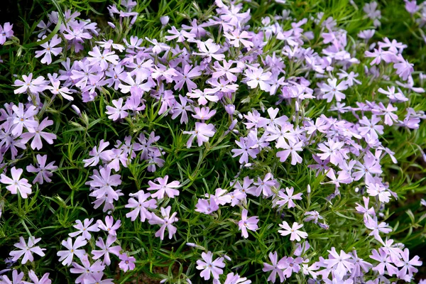 Bloei van een phlox awl-vormige (Phlox subulata L.), achtergrond — Stockfoto